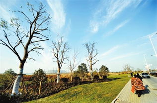 園林綠化重點工程打造美麗生態蕪湖綠化工程